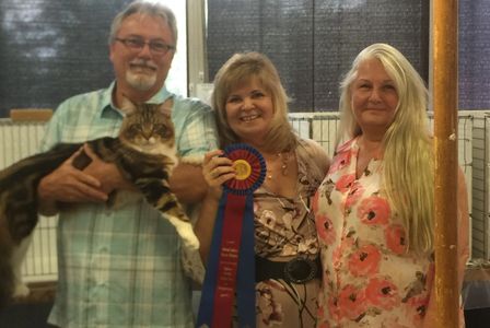 Best Mainecoon in show award