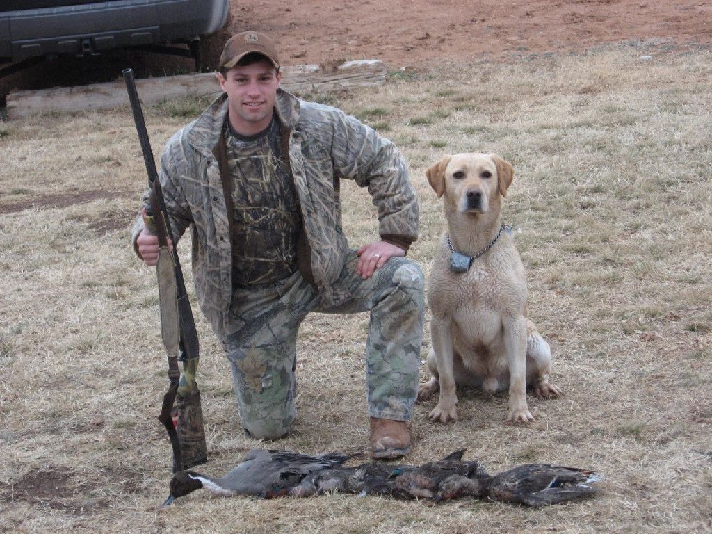 Yellow Labrador Retriever wearing a homemade dummy collar, now a Hunting Retriever Champion