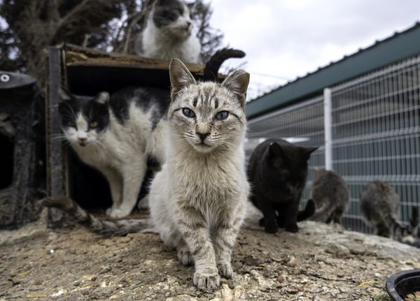 Help Meowt C.A.R.E.S