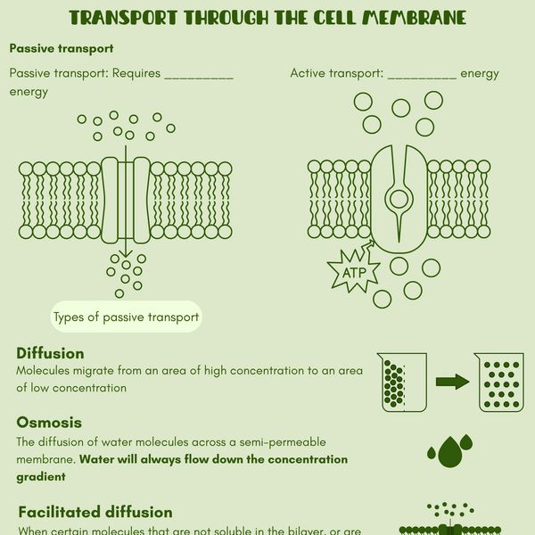 Biology 11 concept transport across the cell membrane passive transport interactive notes