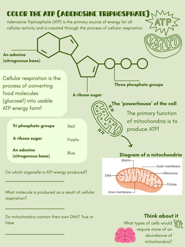 Biology 11 concept Color the ATP molecule notes and activity