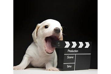 Puppy barking next to a film clapperboard on a black background.