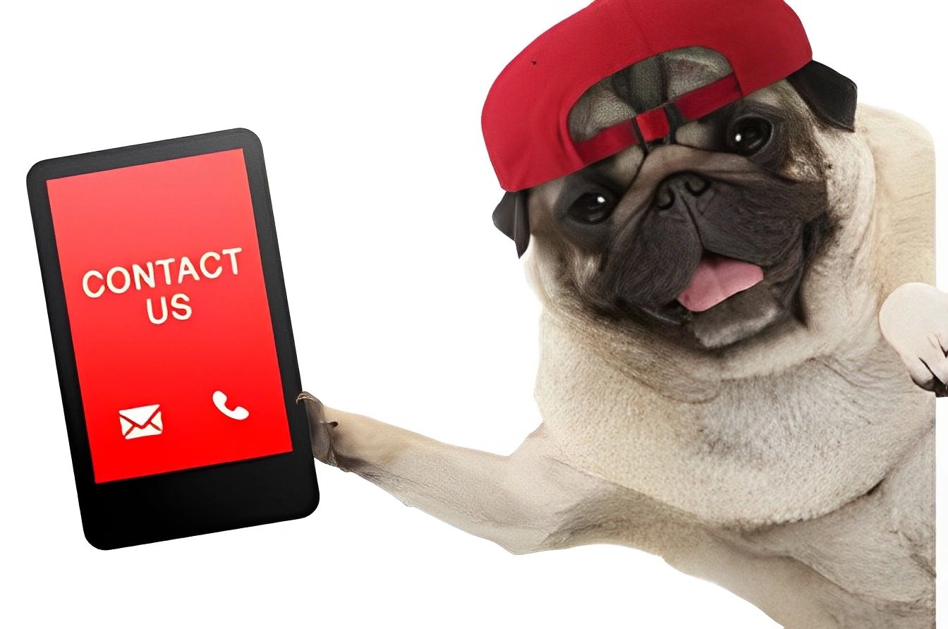 Pug in red cap holding a phone displaying "Contact Us" with email and call icons.