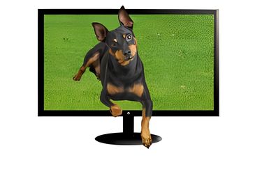 Doberman jumping out of a TV screen with a green field background.