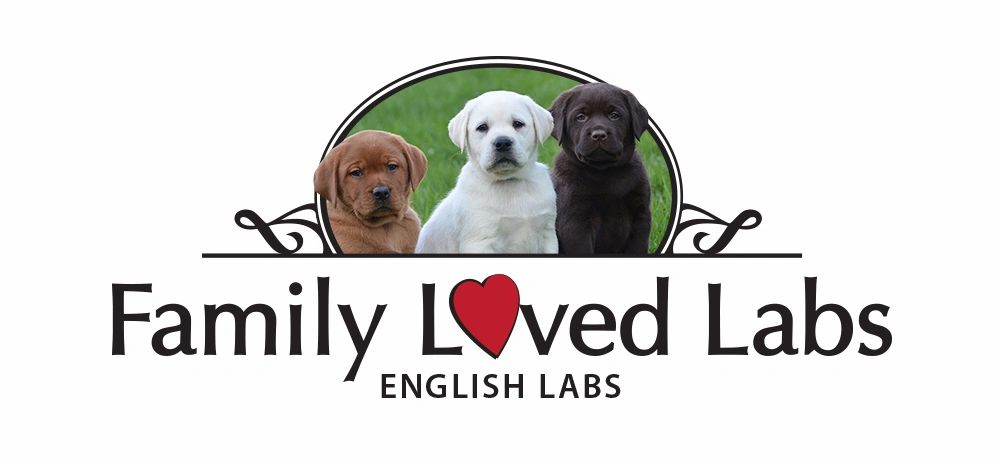 Family Loved Labs - English Labs, Dog Training