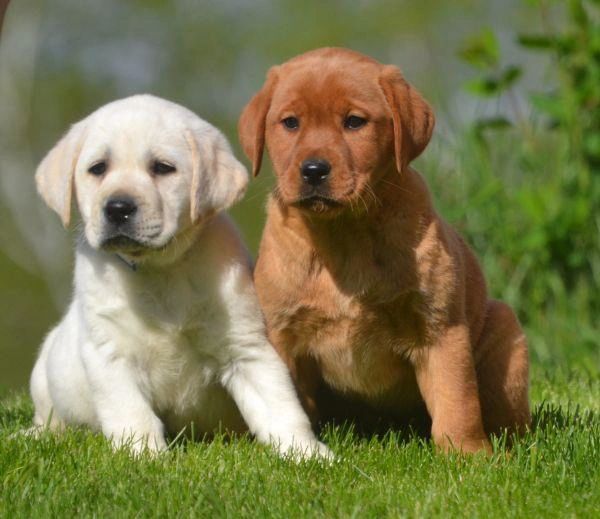 Are Labrador Retrievers House Dogs