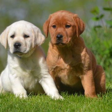 Family Loved Labs English Lab Puppies For Sale