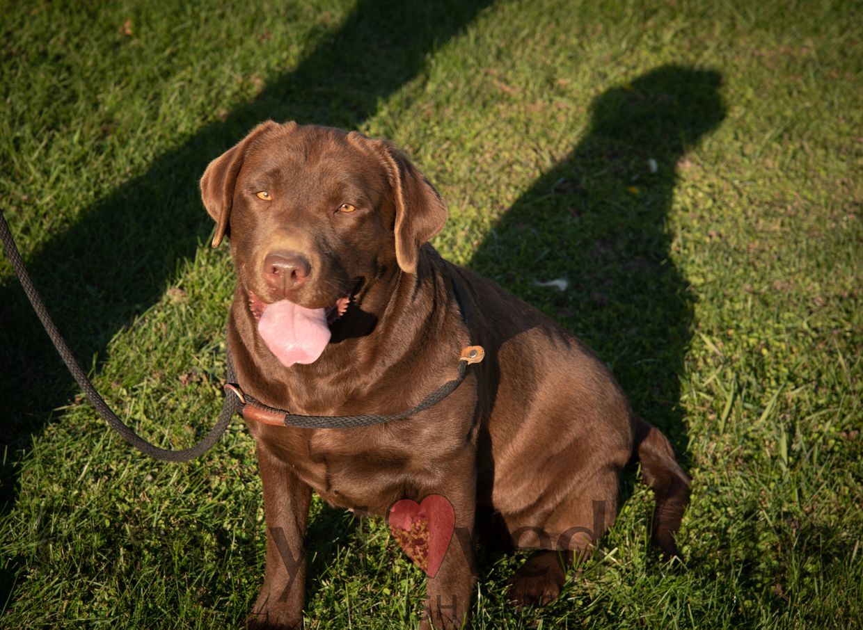 English Chocolate Labrador