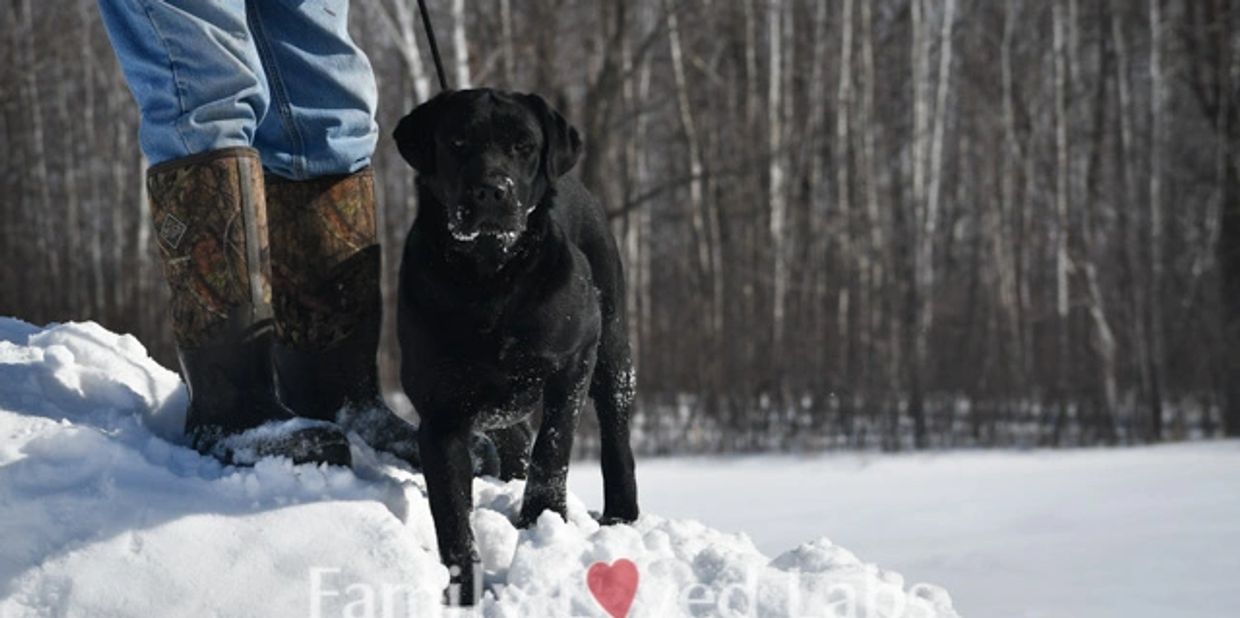 Black Lab in the snow