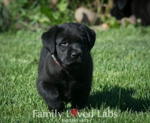 how much is a black lab puppy worth