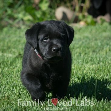 Family Loved Labs English Lab Puppies For Sale