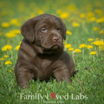 59 Best Photos English Chocolate Lab Puppies For Sale Oregon / Ethereal Labradors Home