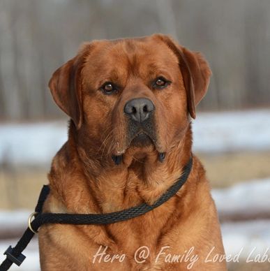 English Labradors Family Loved Labs