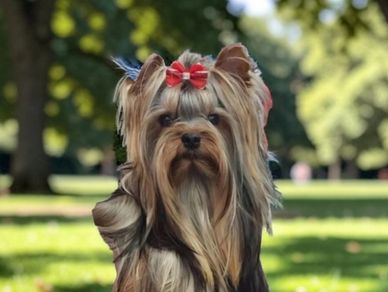 A small dog with long hair and a red bow sitting on grass.