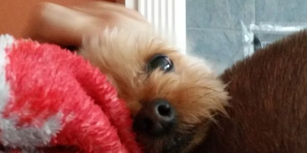 Colorado Yorkshire Terrier Yorkie Oshii on a blanket