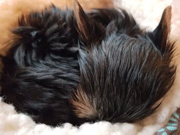Totty's Colorado Yorkshire Terrier Yorkie Inara in her first bed