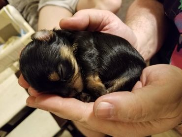 Totty's Colorado Yorkshire Terrier Yorkie Puppy Vinz