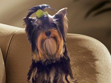 A small dog with long fur and a green hair accessory sits on a couch.