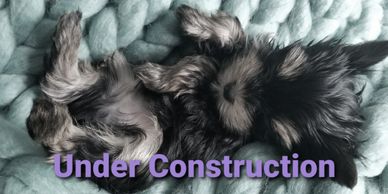 Totty's Colorado Yorkshire Terrier Yorkie Boy on a blanket Under Construction