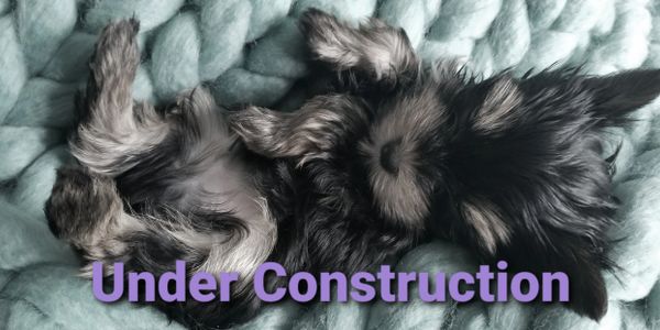 Totty's Colorado Yorkshire Terrier Yorkie Boy on a blanket Under Construction