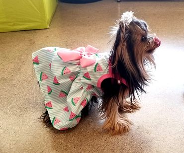Totty's Colorado  Yorkshire Terrier Yorkie Inara in a dress