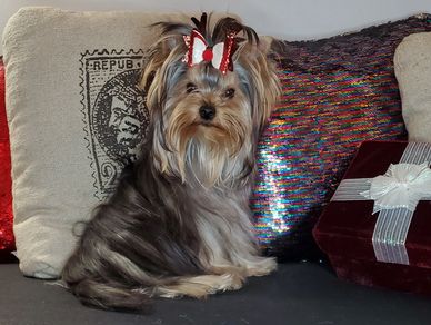 Colorado Yorkshire Terrier Yorkie Ukrainian Import Mini Bomond Yumiko "Miko" with long hair