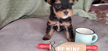 Totty's Yorkshire Terrier Thor/Bear