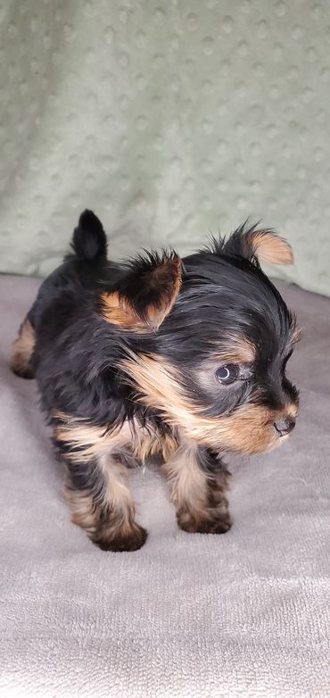 Totty's Yorkshire Terrier Capt'n Marvel-ous 
