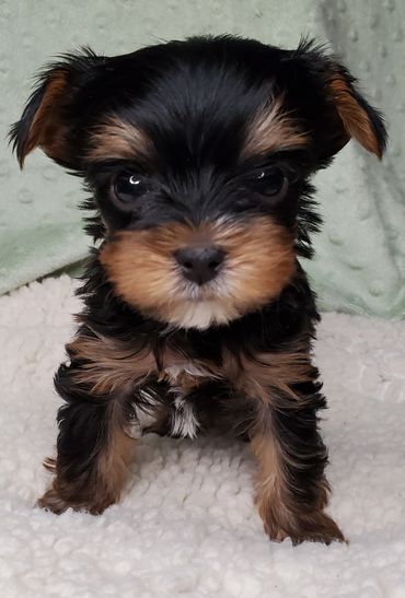 Totty's Yorkshire Terrier Thor/Bear