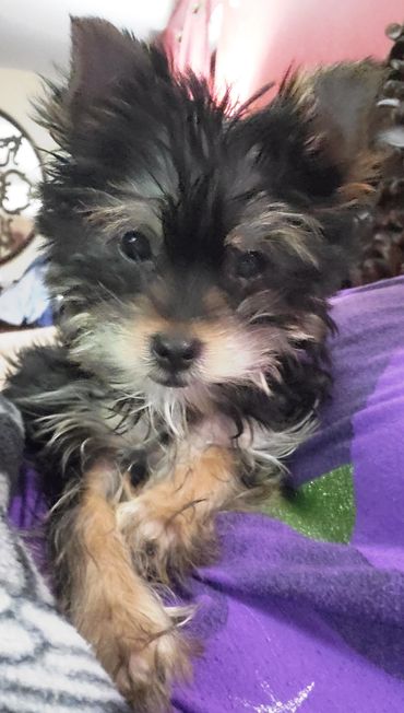 Totty's Yorkshire Terrier Atlas/Alphie