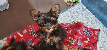 Totty's Yorkshire Terrier puppy Galileo Dark Traditional 