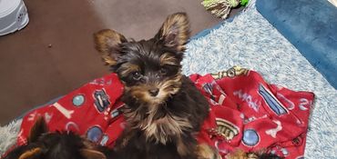 Totty's Yorkshire Terrier puppy Galileo 