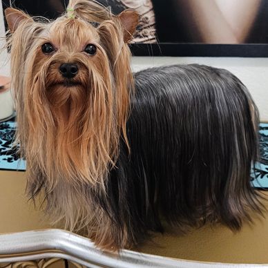 Colorado Yorkshire Terrier Yorkie Dam Capt'n Marvel-ous