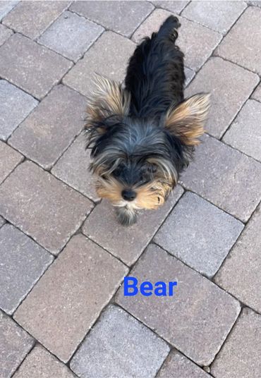 Totty's Yorkshire Terrier Thor/Bear 