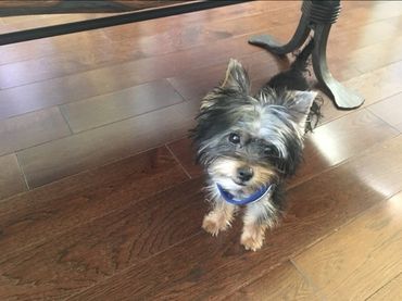 Totty's Yorkshire Terrier Atlas/Alphie 