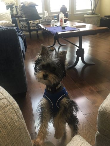 Totty's Yorkshire Terrier Atlas/Alphie