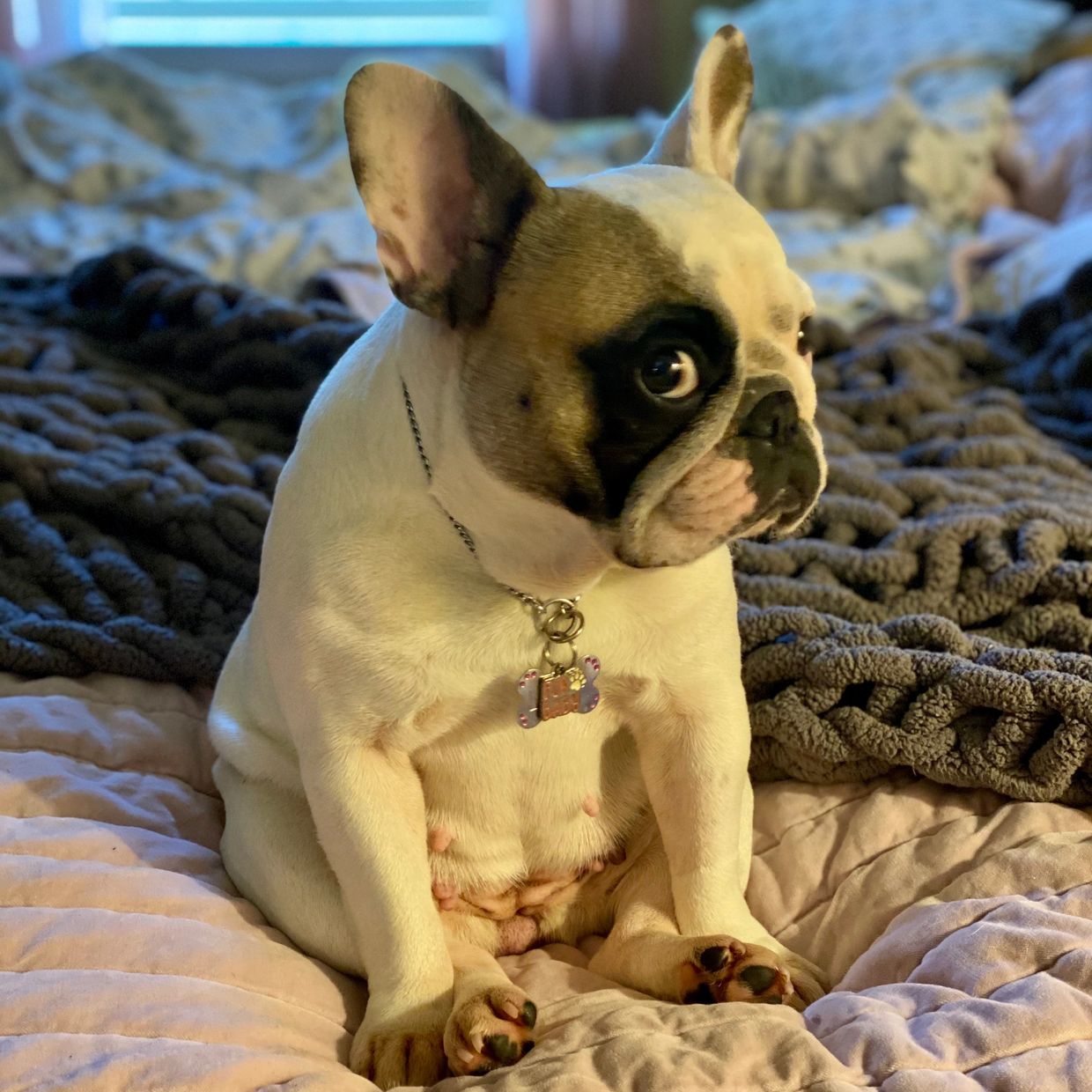 Lola Blueridge Frenchies Dam