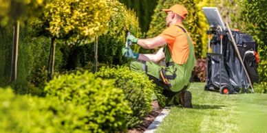 Gardener trimming yellow-green hedges in a well-manicured garden.