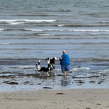 Person in blue stands in shallow ocean water with four dogs nearby on a sandy beach.