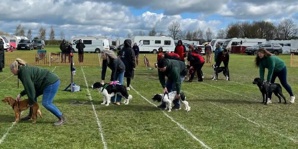People with dogs lined up on a grassy field, preparing for a race or event.
