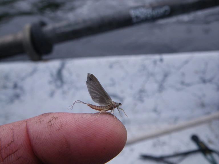 Entomology - Part 1: Mayflies