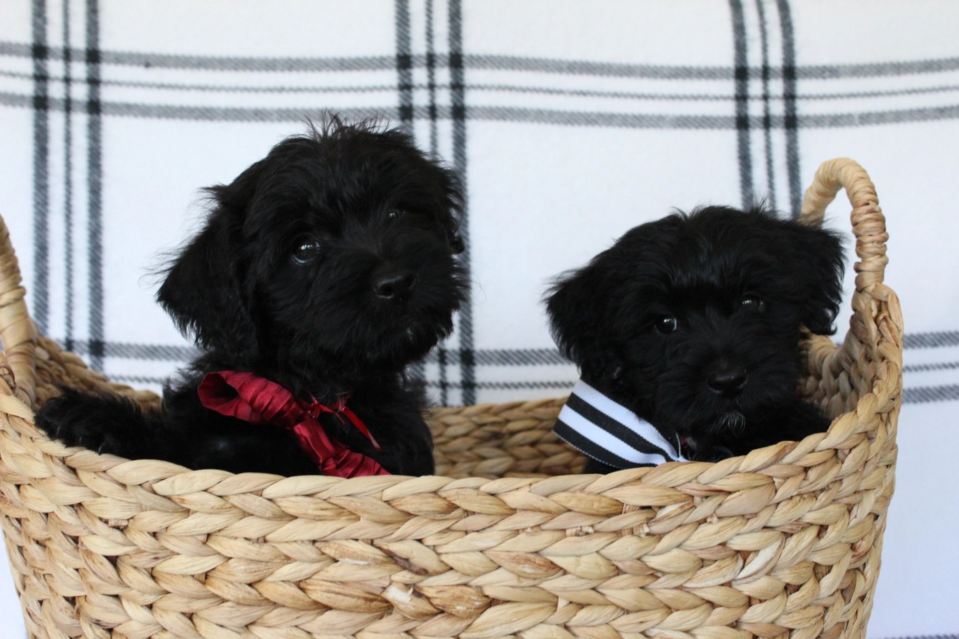 Find Cairn Terrier Poodle Mix Puppies for Sale