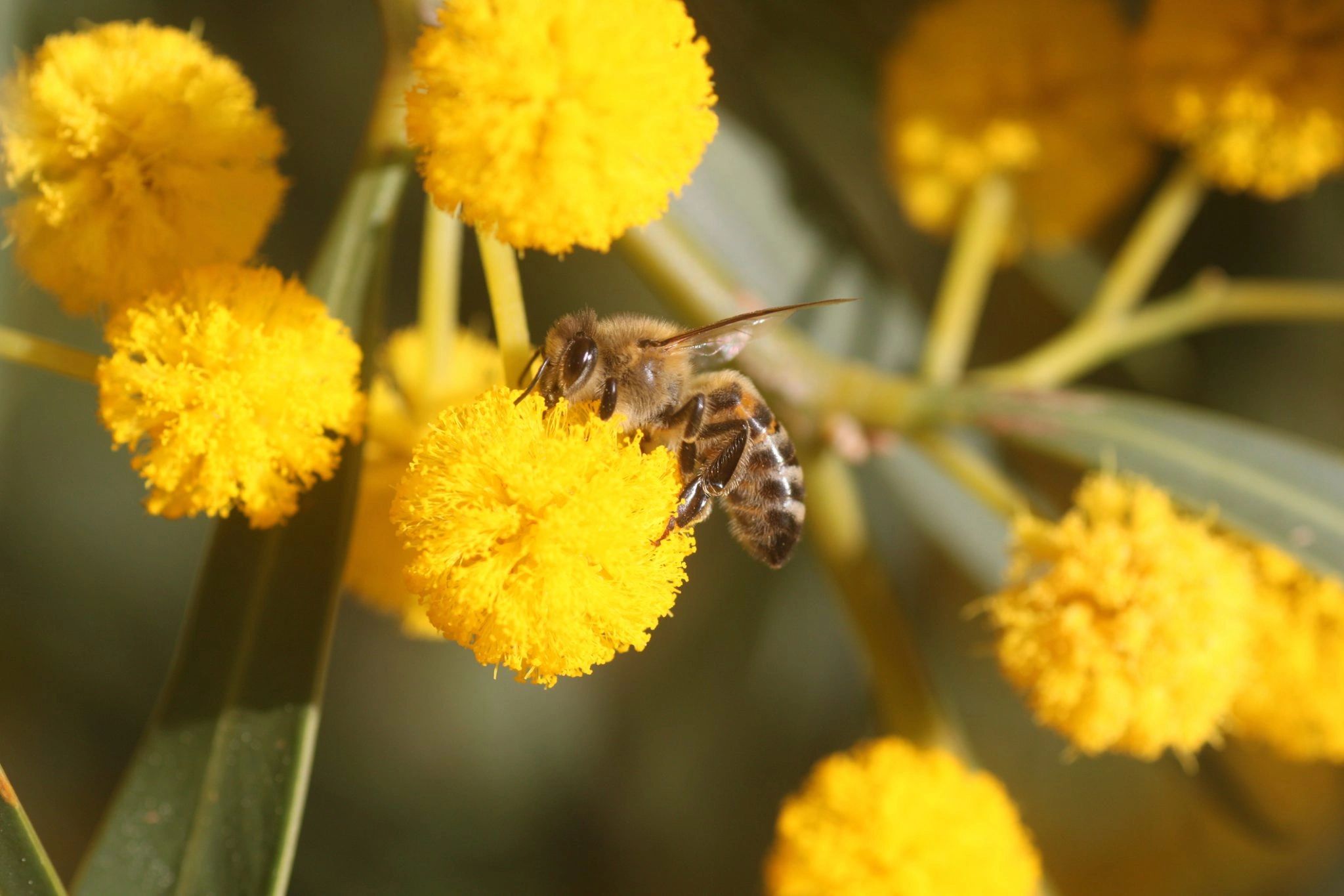 Native pollinate Apiary services Bee Removals, Agricultural Services