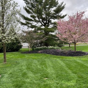 backyard landscape with flowing dogwood tree and beautifully cut grass