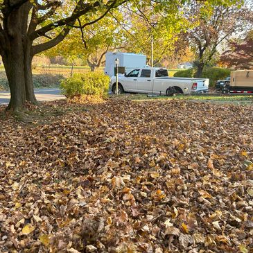 yard full of leaves