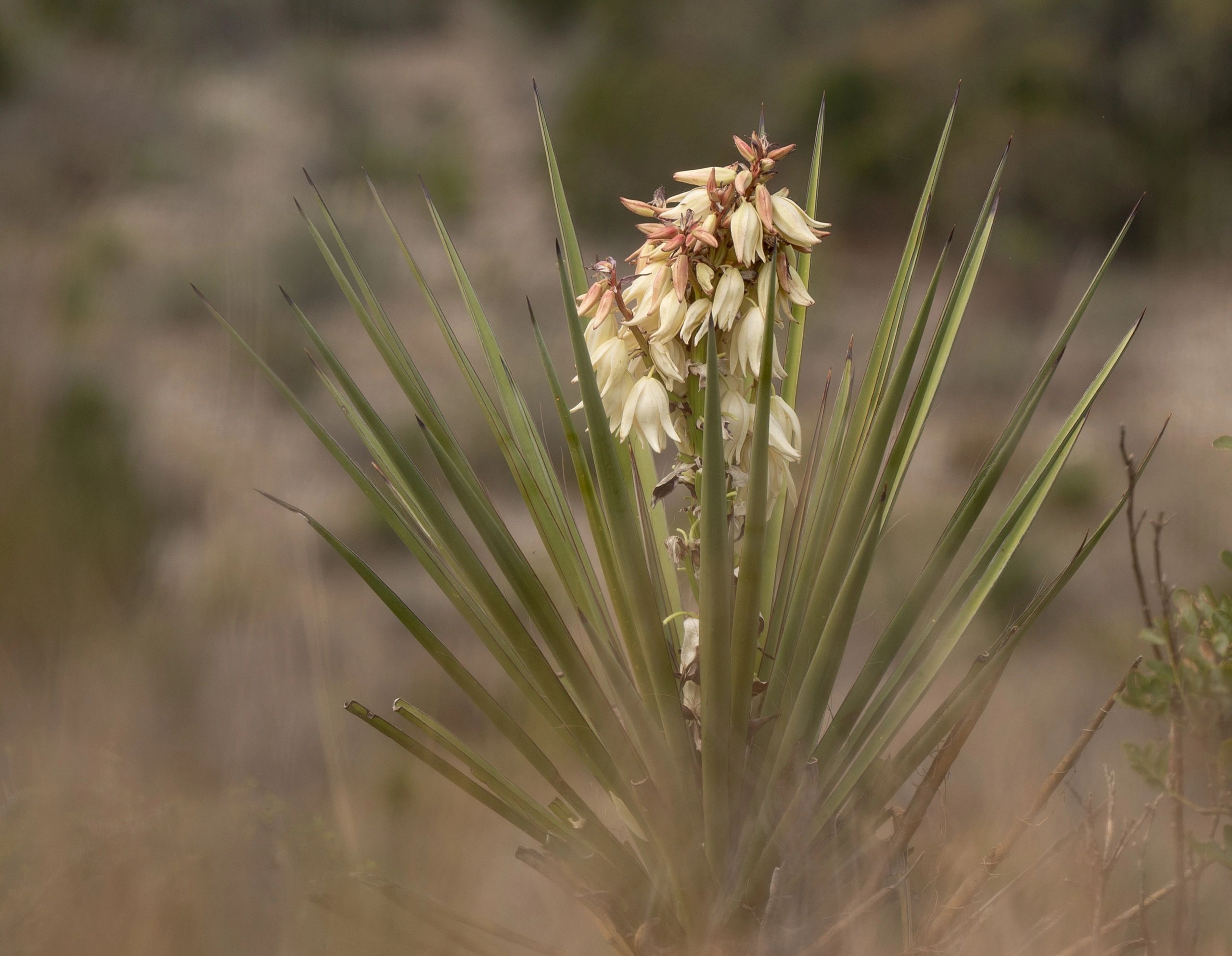 Yucca plant with spiky leaves and cream-colored flowers in a desert setting.