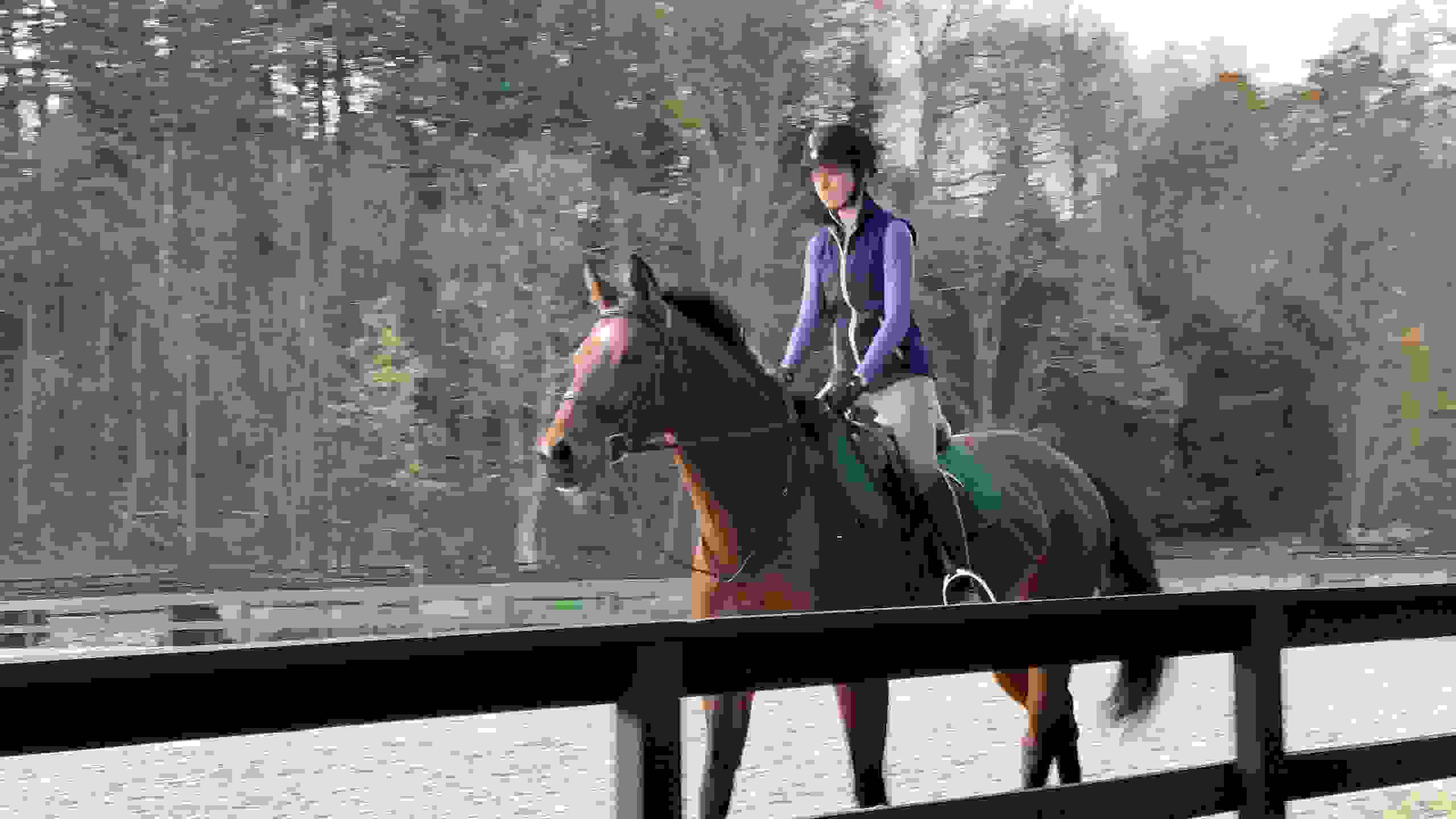 Horseback Riding, Boarding One Above Farm Newtown, Connecticut
