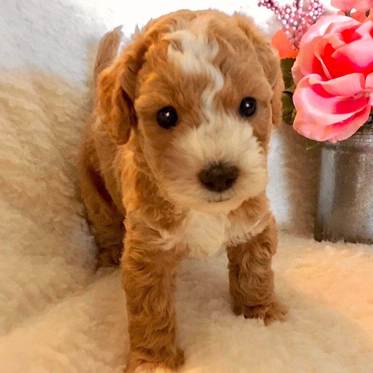 Toy Poodle Puppies for Sale  Available in Tucson & Phoenix AZ