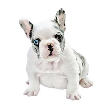 Cute French Bulldog puppy with unique blue and black eyes.