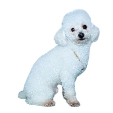 White poodle dog sitting and looking.